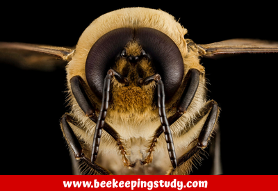 Drone Bee