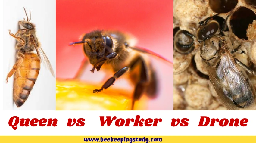 Queen bee vs Worker bee vs Drone