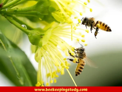 Foraging worker bee