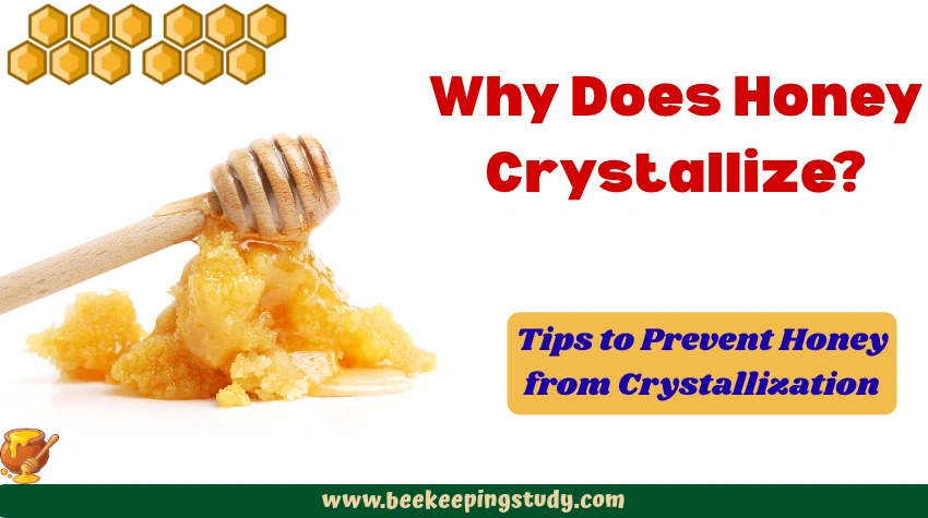 Why Does Honey Crystallize